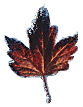 leaf