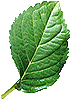 leaf
