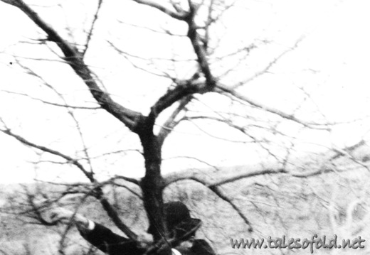 John Vance Alexander Climbing a Tree