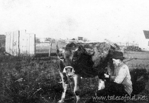 Milking a Jersey Cow in Fife, Texas